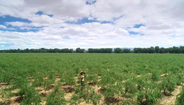 青藏高原，一个90后女孩的意外逆袭