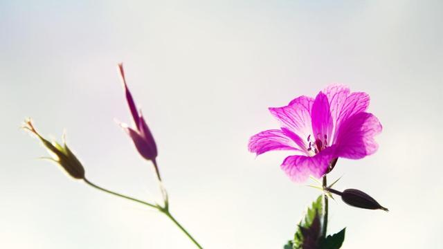 你早晚会明白，有一种女人，男人不会真爱