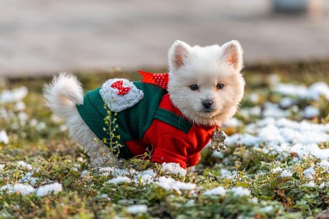 推荐2本男主穿到狗身上的恋爱小说
