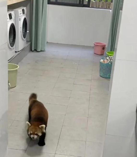 神奇动物在云南 骑鸵鸟的小女孩找到啦~