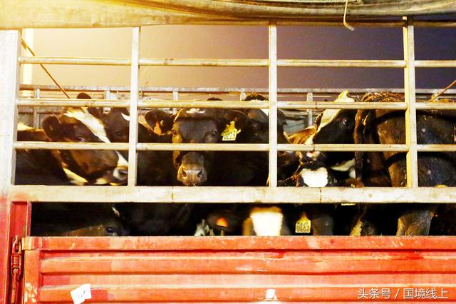 美女军人辛苦了！澳洲3863头“扶贫”奶牛从广西登陆