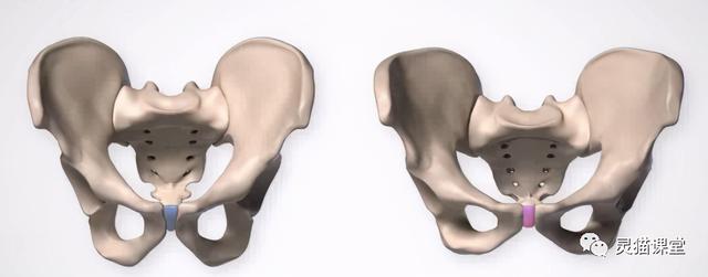 想知道男生、女生的屁股怎么画？先看看男女臀部结构的区别