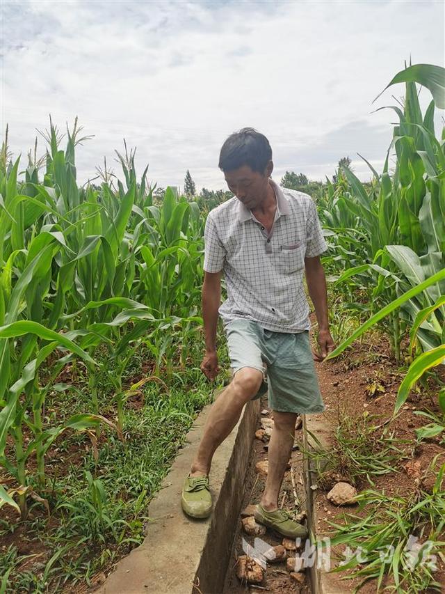 ​玉米长势喜人，芝麻花开一片，这块有坝带沟的地块不一般——丹江口市一尾矿库复耕3年增加农民收益