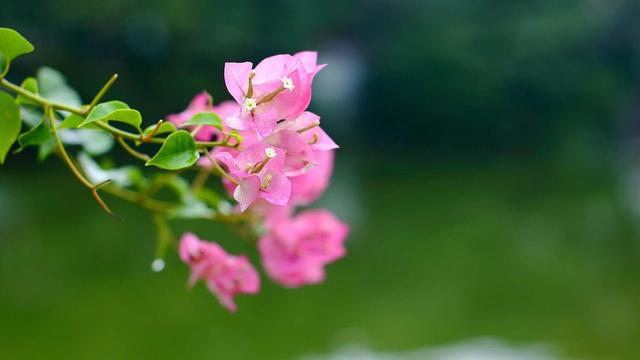 你早晚会明白，有一种女人，男人不会真爱