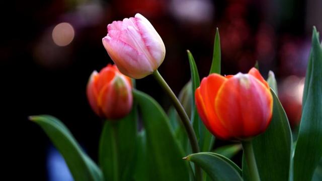 女人难以抗拒的，往往是这样的男人，不是外在也不是物质