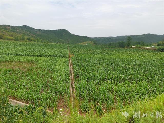 ​玉米长势喜人，芝麻花开一片，这块有坝带沟的地块不一般——丹江口市一尾矿库复耕3年增加农民收益