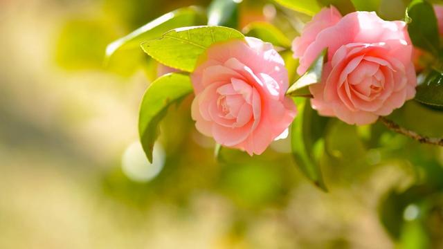 你早晚会明白，有一种女人，男人不会真爱