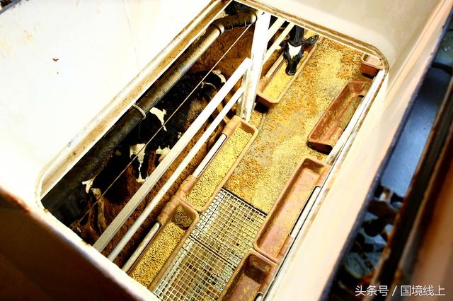 美女军人辛苦了！澳洲3863头“扶贫”奶牛从广西登陆