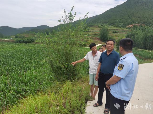 ​玉米长势喜人，芝麻花开一片，这块有坝带沟的地块不一般——丹江口市一尾矿库复耕3年增加农民收益