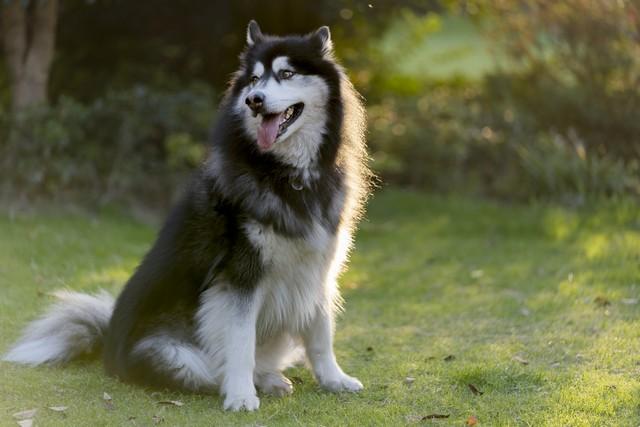 推荐2本男主穿到狗身上的恋爱小说