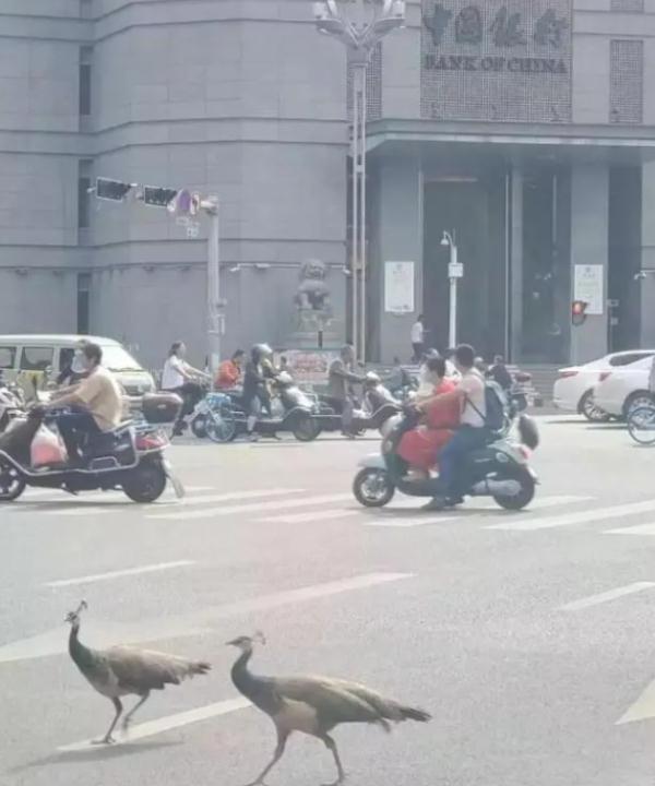 神奇动物在云南 骑鸵鸟的小女孩找到啦~