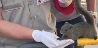 神奇动物在云南 骑鸵鸟的小女孩找到啦~