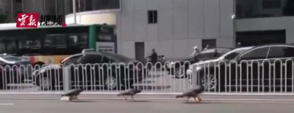 神奇动物在云南 骑鸵鸟的小女孩找到啦~