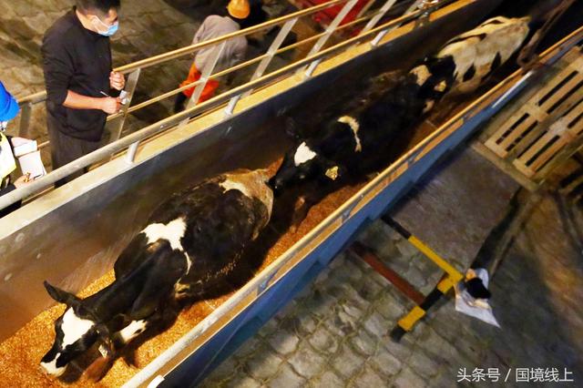 美女军人辛苦了！澳洲3863头“扶贫”奶牛从广西登陆