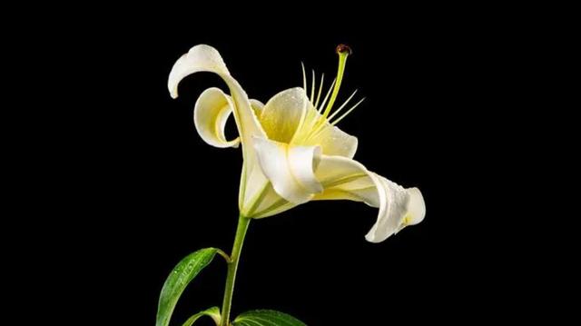 女人难以抗拒的，往往是这样的男人，不是外在也不是物质