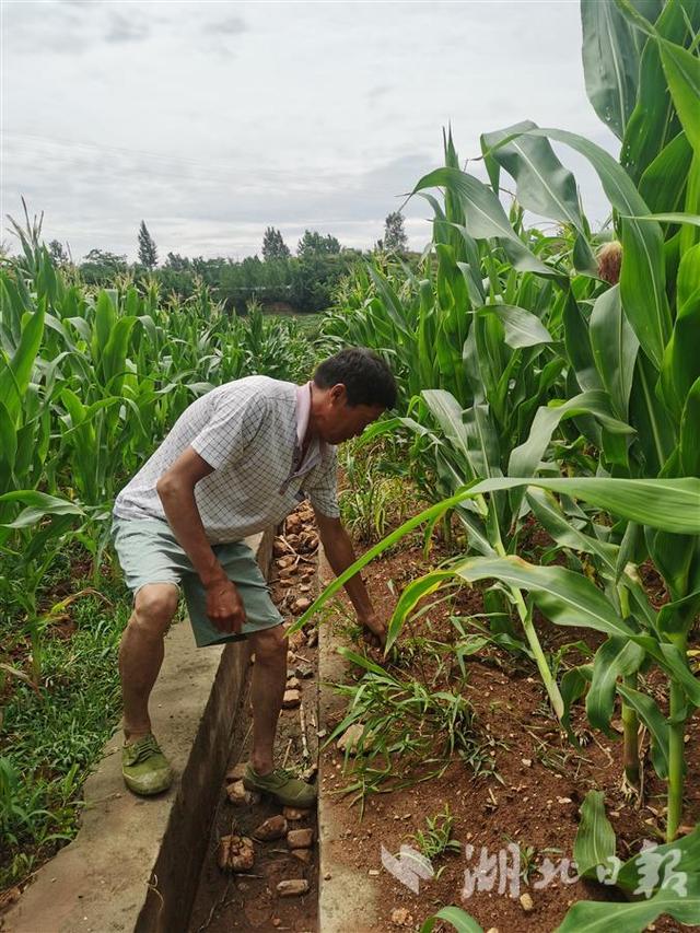 ​玉米长势喜人，芝麻花开一片，这块有坝带沟的地块不一般——丹江口市一尾矿库复耕3年增加农民收益