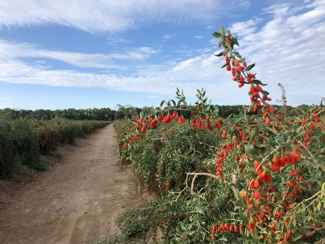 青藏高原，一个90后女孩的意外逆袭