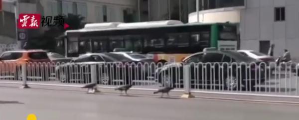 神奇动物在云南 骑鸵鸟的小女孩找到啦~