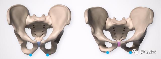 想知道男生、女生的屁股怎么画？先看看男女臀部结构的区别