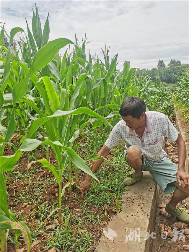 ​玉米长势喜人，芝麻花开一片，这块有坝带沟的地块不一般——丹江口市一尾矿库复耕3年增加农民收益