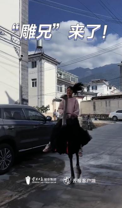 神奇动物在云南 骑鸵鸟的小女孩找到啦~