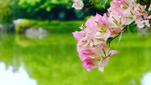 你早晚会明白，有一种女人，男人不会真爱