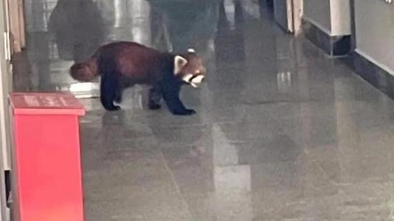 神奇动物在云南 骑鸵鸟的小女孩找到啦~