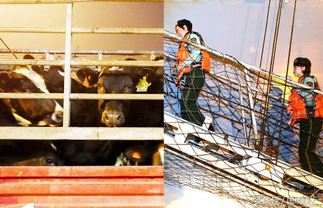 美女军人辛苦了！澳洲3863头“扶贫”奶牛从广西登陆