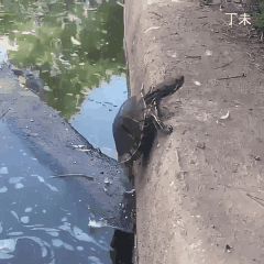 师父说过,山下的女人是老虎,遇到了要躲开