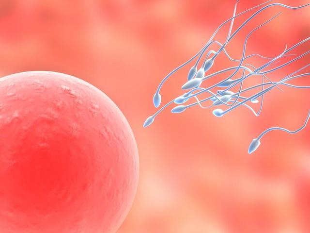 新知！女性卵子会对某些男性精子更“偏爱”，不一定是其伴侣