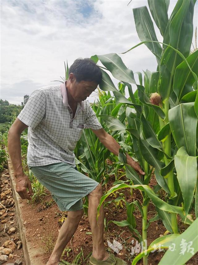 ​玉米长势喜人，芝麻花开一片，这块有坝带沟的地块不一般——丹江口市一尾矿库复耕3年增加农民收益