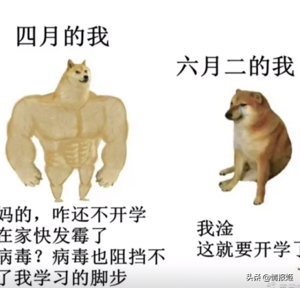 那只活在表情包里的柴犬doge，现在又进化了？