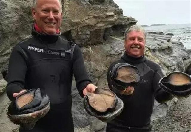 新西兰极品鲍鱼泛滥，当地人竟无动于衷，中国网友：我自带碗筷