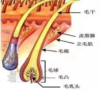 女生为什么会长胡子?女生的胡子会越刮越粗吗?