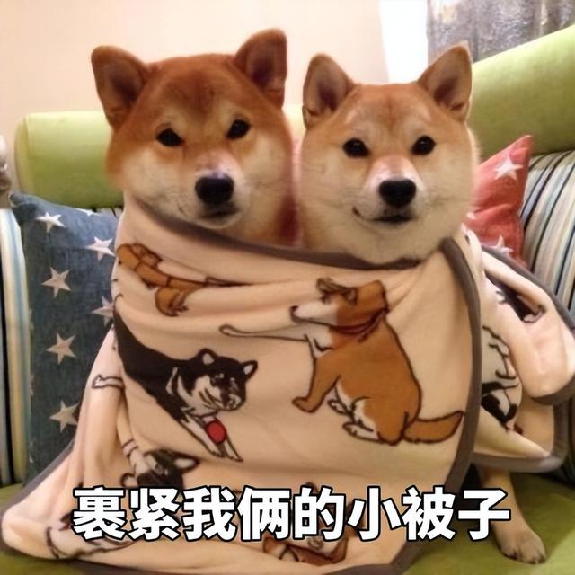 母犬交配后，为什么会生气，甚至转头攻击公犬？