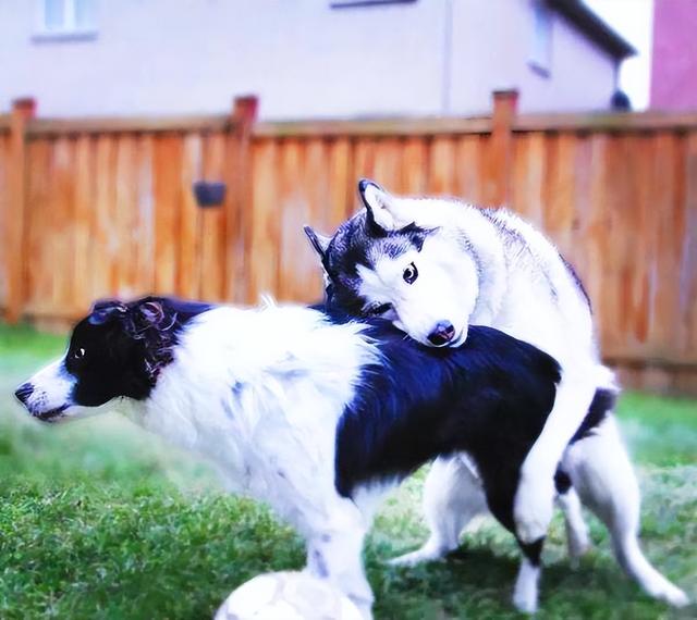 公狗和母狗是如何“交配”的？奇怪的知识又增加了