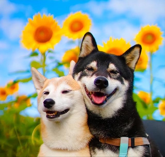 母犬交配后，为什么会生气，甚至转头攻击公犬？