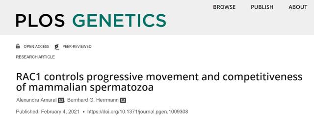 精子像钻头一样旋进,会“毒害”竞争对手,像一场不公平的道具赛