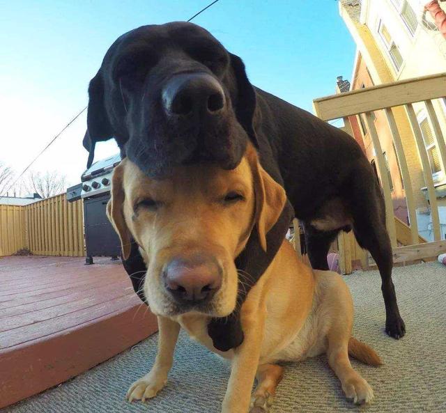 公狗和母狗是如何“交配”的？奇怪的知识又增加了