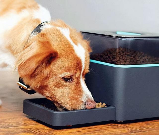 公狗和母狗是如何“交配”的？奇怪的知识又增加了