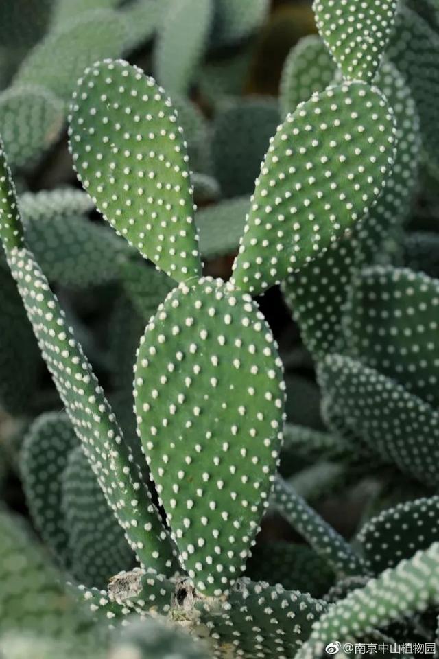 天热了，怎样给你的花花草草喷水呢？