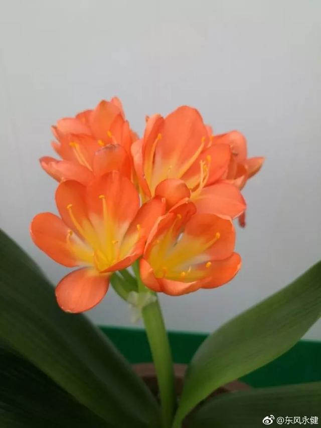 天热了，怎样给你的花花草草喷水呢？