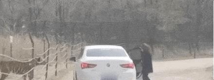 北京女子擅自在动物园猛兽区下车 与老虎仅隔数米