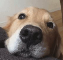 公狗和母狗是如何“交配”的？奇怪的知识又增加了