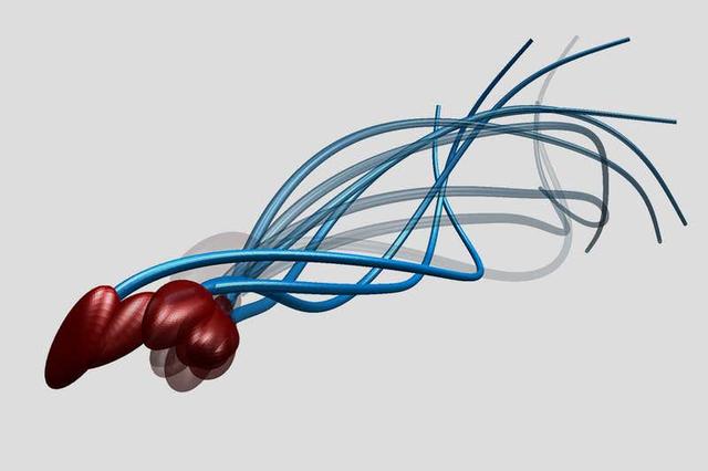 精子像钻头一样旋进,会“毒害”竞争对手,像一场不公平的道具赛