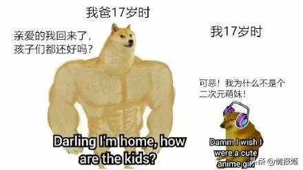 那只活在表情包里的柴犬doge，现在又进化了？