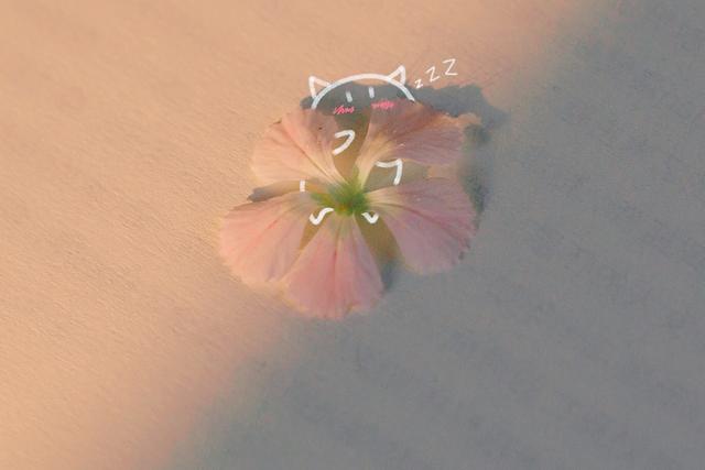 平时一本正经，但搞笑起来却不含糊的狮子女，古灵精怪惹人爱