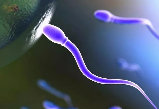 精子像钻头一样旋进,会“毒害”竞争对手,像一场不公平的道具赛