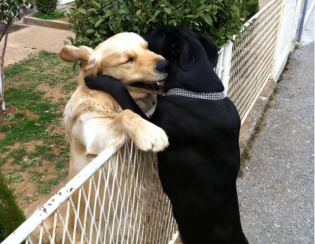 公狗和母狗是如何“交配”的？奇怪的知识又增加了