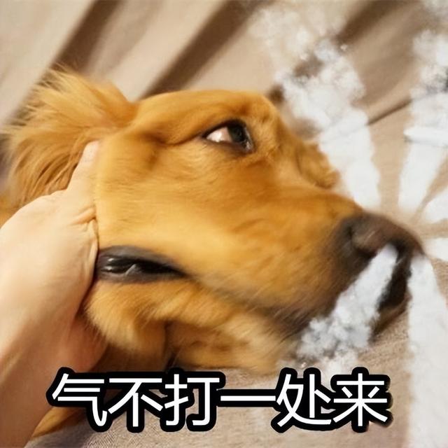 母犬交配后，为什么会生气，甚至转头攻击公犬？